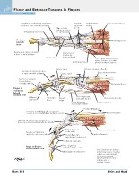 Frank H. Netter, MD - Atlas of Human Anatomy (6th ed ) 2014, page 499